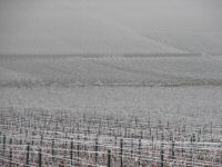vignes (22).JPG